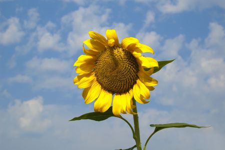 Sunflower for all the sun worshippersの写真素材