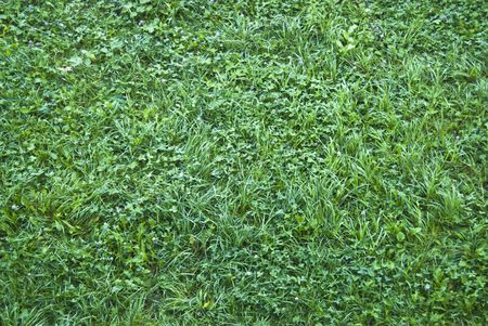green grass backgroundの写真素材