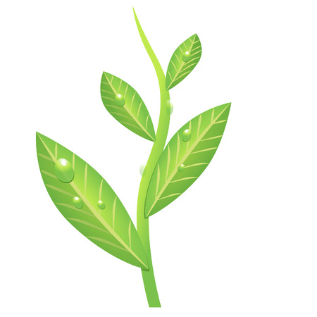 drawing green branch of teaのイラスト素材
