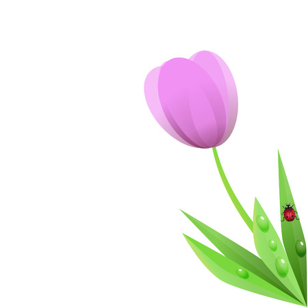 tulipのイラスト素材