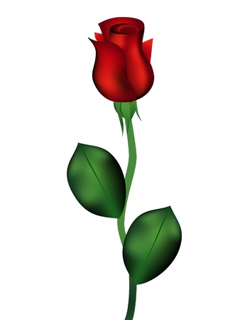Red rose isolated on white backgroundのイラスト素材