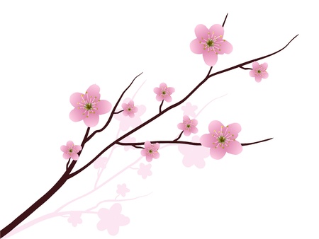 Cherry blossoms in full bloomのイラスト素材
