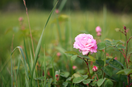 Flower of dog roseの写真素材