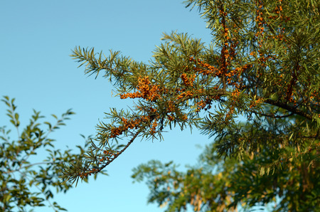 Branch of sea buckthorn berriesの写真素材