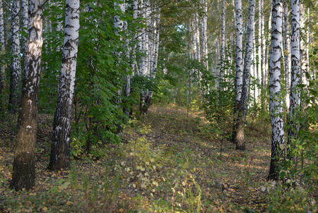 Birch Groveの写真素材