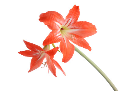 beautiful red flower isolated on white backgroundの写真素材