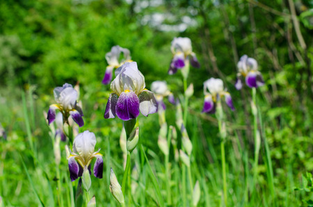 Iris flower in the parkの写真素材