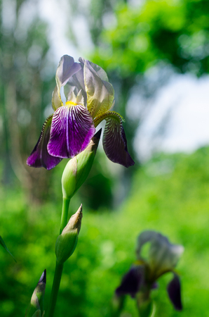 Iris flower in the parkの写真素材