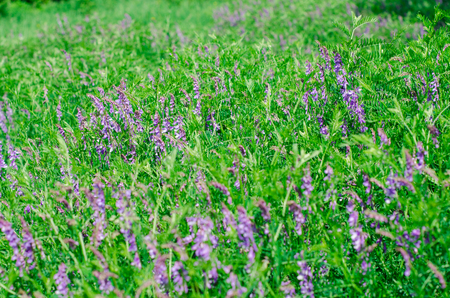 wild flowers in the parkの写真素材