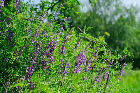 wild flowers in the parkの写真素材