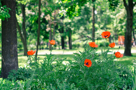 poppies blooming in the parkの写真素材
