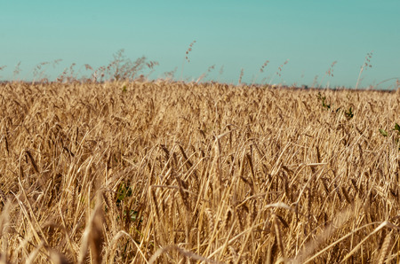 wheat field on a sunny dayの写真素材