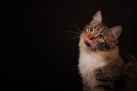 Cat on a dark backgroundの写真素材