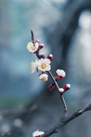White flowers on tree branchesの写真素材