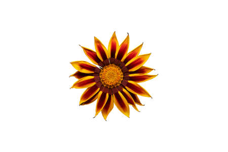 Orange flower isolated on white backgroundの写真素材