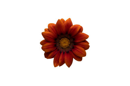 Orange flower isolated on white backgroundの写真素材