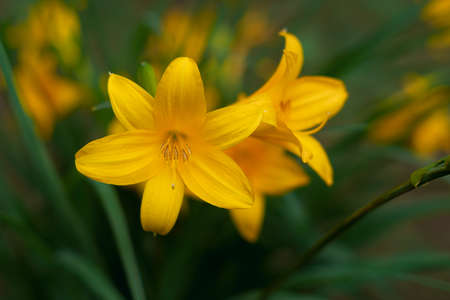 yellow flowers on a green backgroundの写真素材