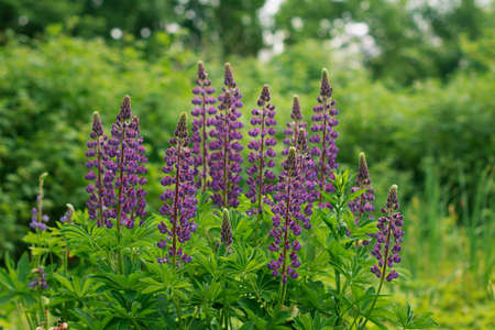 Purple blooming Lupine flowers on a green backgroundの写真素材