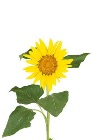 yellow flower isolated on white backgroundの写真素材