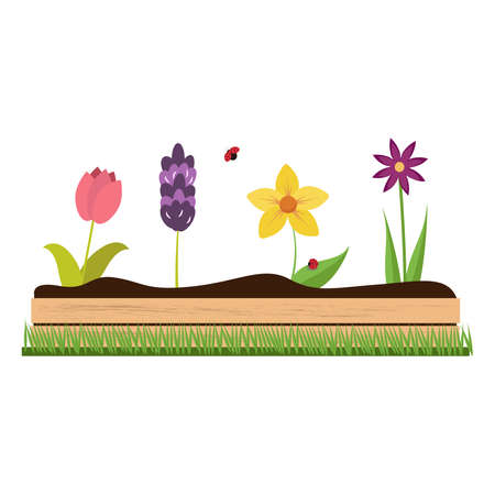A bed of spring flowers. Isolated on a white background. Vector graphics.のイラスト素材