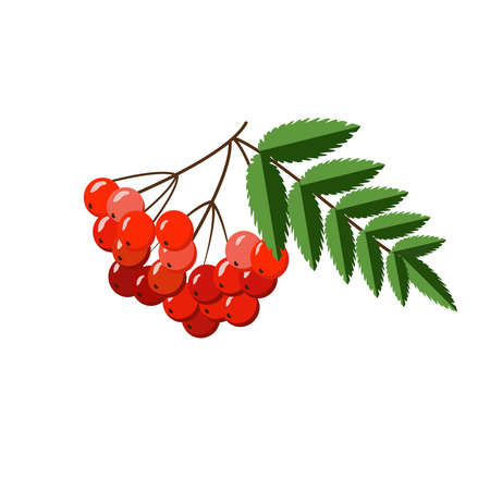 Bunch of red rowan berries with leaves isolated on whiteのイラスト素材