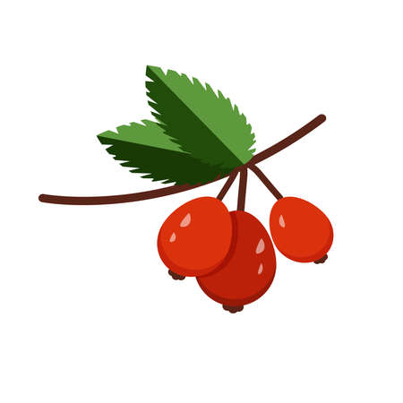 Set with branches and wild rose berries. Isolated on white background. Colored vector illustration.のイラスト素材