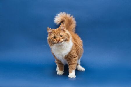 Standing cute white-orange cat looking at the camera. Full face. Dark blue background. Isolatedの写真素材