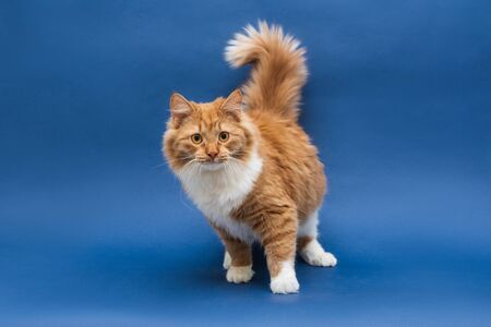 Standing cute white-orange cat looking at the camera. Full face. Dark blue background. Isolatedの写真素材