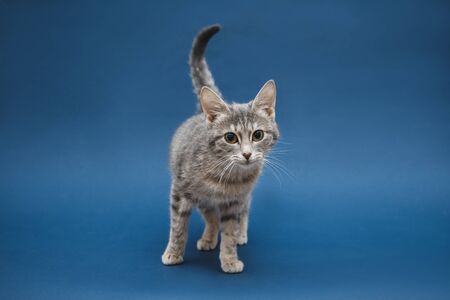 Standing small cute tabby kitten looking at the camera. Dark blue background. Isolatedの写真素材