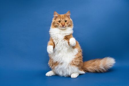 cute white-orange cat standing on back feet. Dark blue background. Isolatedの写真素材