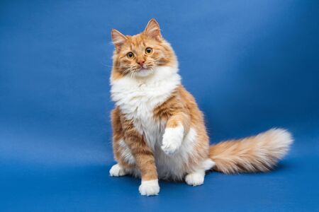 Sitting cute white-orange cat looking at the camera and lifting a paw up. Dark blue background. Isolatedの写真素材