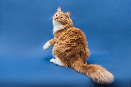 cute white-orange cat sitting with its back to the camera and lifting its paw up. Dark blue background. Isolatedの写真素材