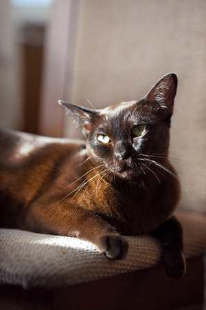 Chocolate small burmese cat lying and looking in camera.の写真素材