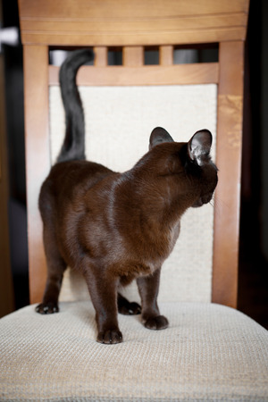 Chocolate colored small burmese cat with silky pelt staying on the chair. Its not looking on the camera.の写真素材