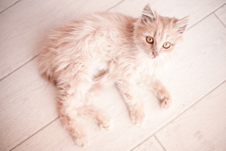 White fluffy small cat with yellow eyes lying in the stone light floor. Animal protection.の写真素材