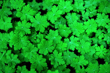 Green fresh leaves background. Flat lay. Nature flat lay.の写真素材