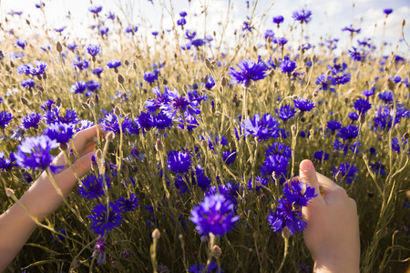 Hands take care of beautiful blue flower of cornflower. Environment of nature.の写真素材