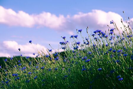 Field of beautiful blue flower of cornflower. Village pastoral landscape.