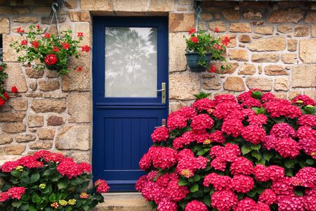 Exterior beautiful detail of a stone cottage with blue colour door and bright pink hortensia...