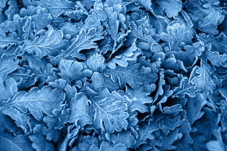 Color abstract texture. Blue leaves winter background.の写真素材