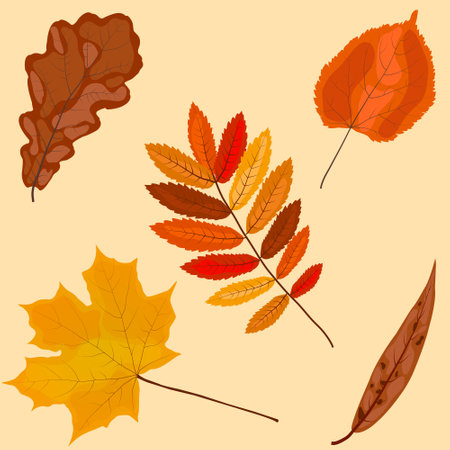 Autumn leaves set of bright colors isolatedのイラスト素材