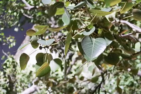 Leaves of Bodhi tree at nightの写真素材