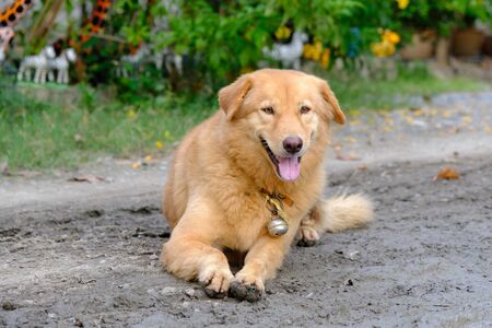 Shaggy brown dog just smileの写真素材