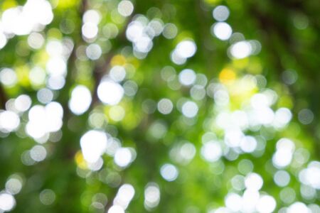 green garden with white bokehの写真素材