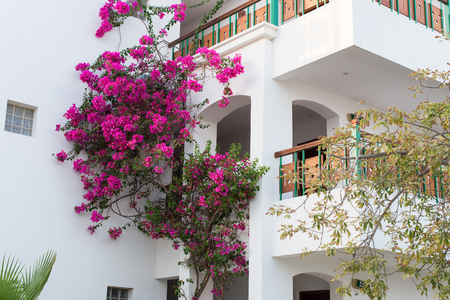 A pink oleander plant on a buildingの写真素材