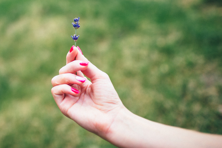 A girl with pink manicure holding a one branch of lavenderの写真素材