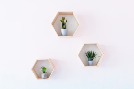 Succulents growing in a grey pots on a blue and white gradient backgroundの写真素材