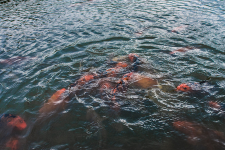 Colorful decorative fish float in an artificial pond, view from aboveの写真素材