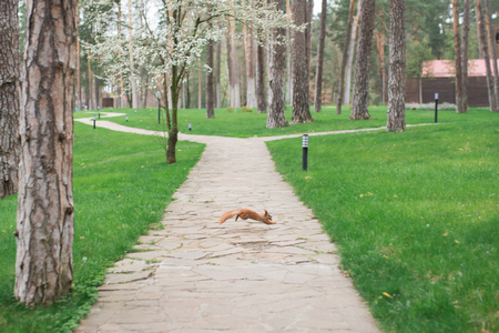 Red squirrel jumping over the sidewalk in the parkの写真素材