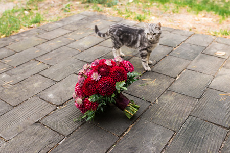 Red bridal bouquet from dahlias lies on the wooden background near walking a stray cat. Wedding floristicの写真素材